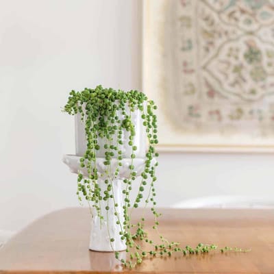 String of Pearls Plant