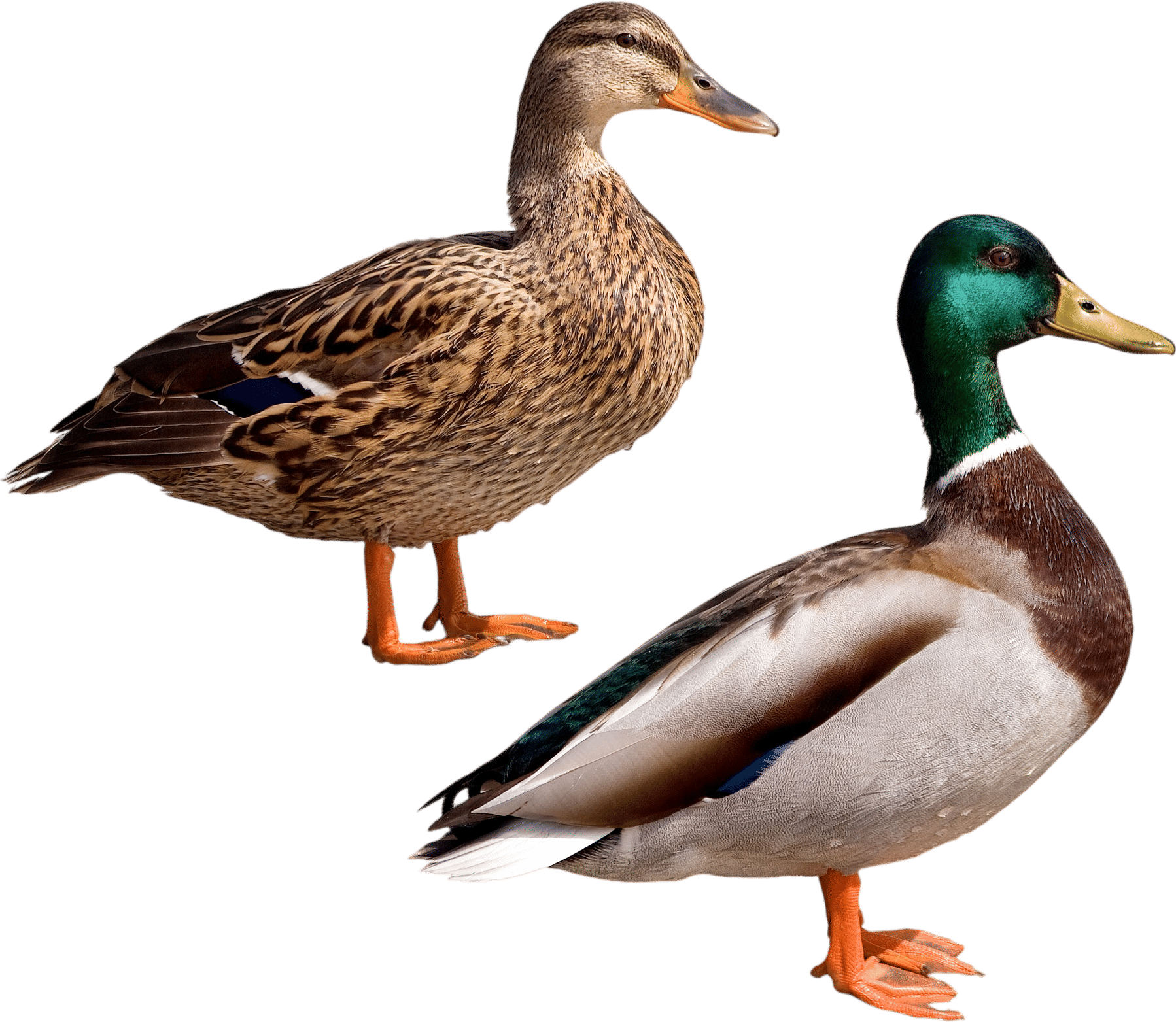 Mallard