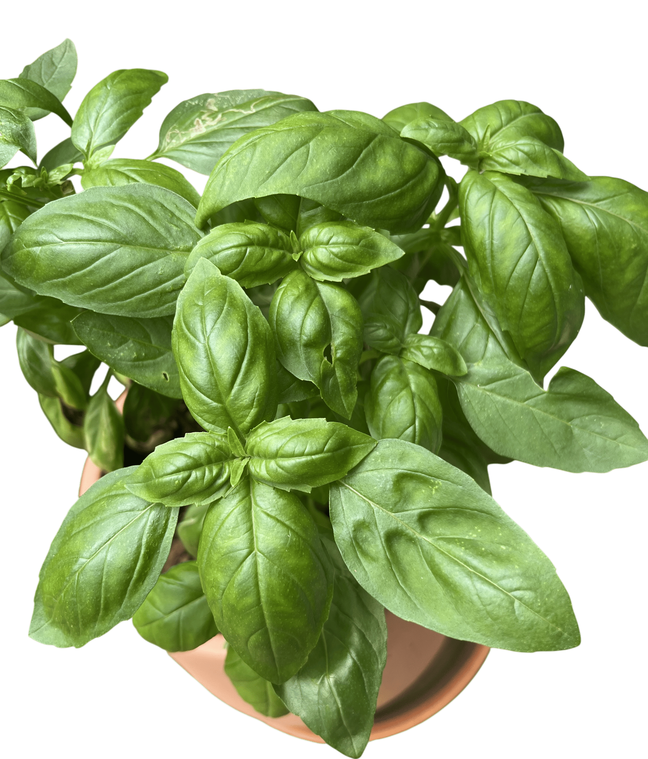 finding the right container and growing conditions for basil