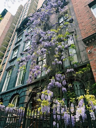 Wisteria in the Flatiron District