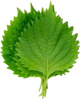 Shiso Leaf
