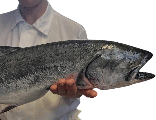 Greenling Market Fish