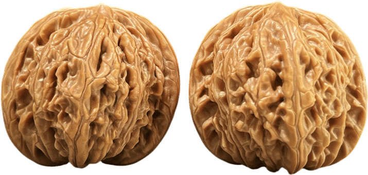 Wenwan Walnuts Fad?