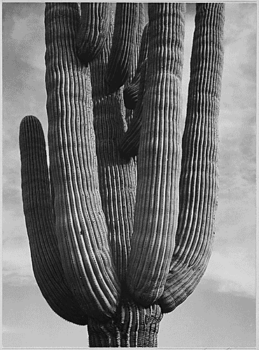 ansel adams in the national archive