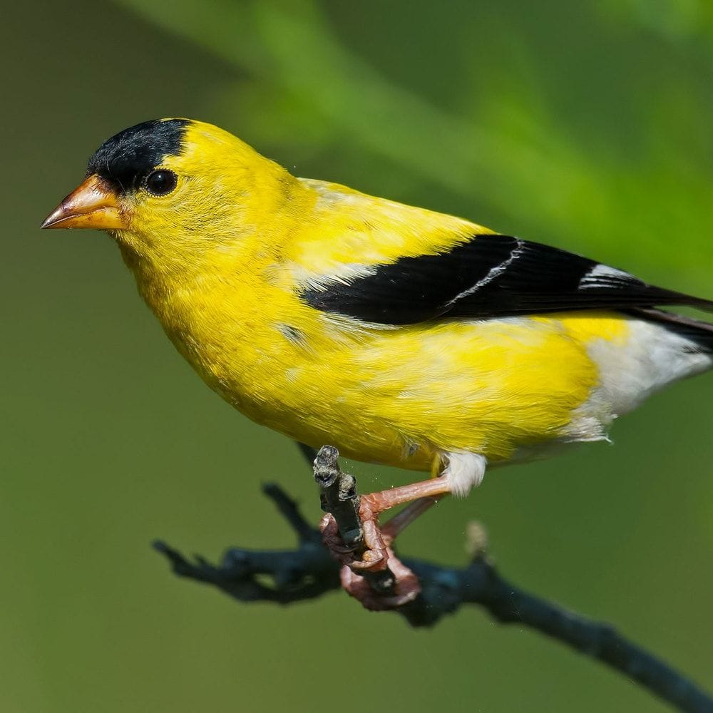 Goldfinches!