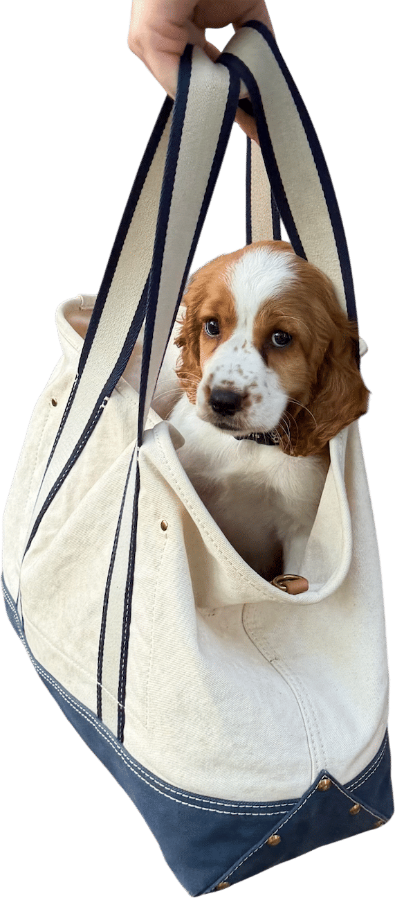 Puppies in tote bags