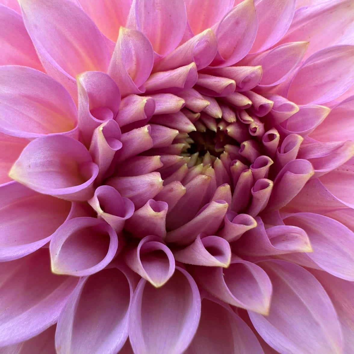Bay View Flower Farm