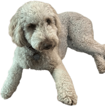 Aussiedoodle