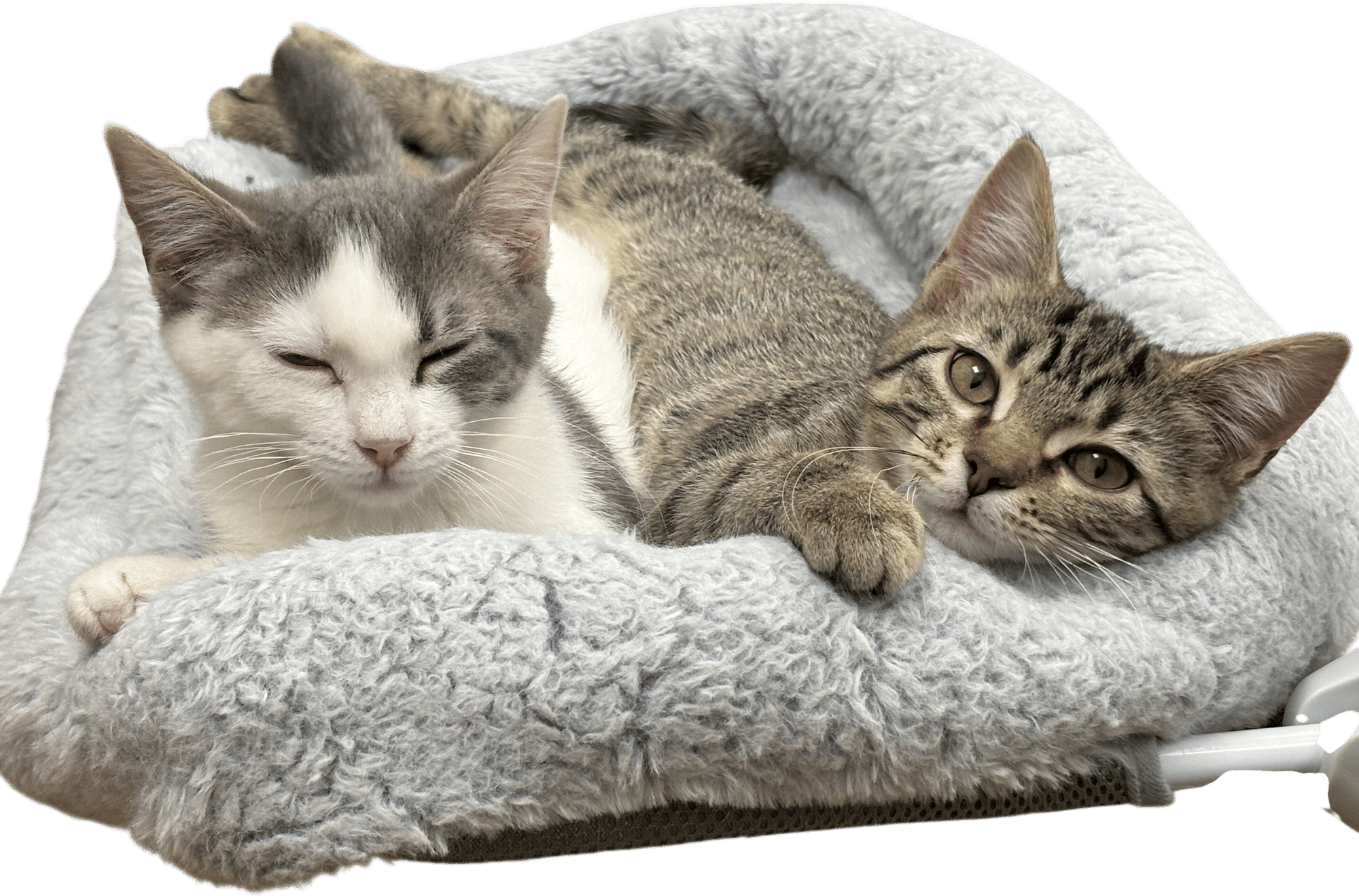 Create Safe Spaces for your Cat or Dog