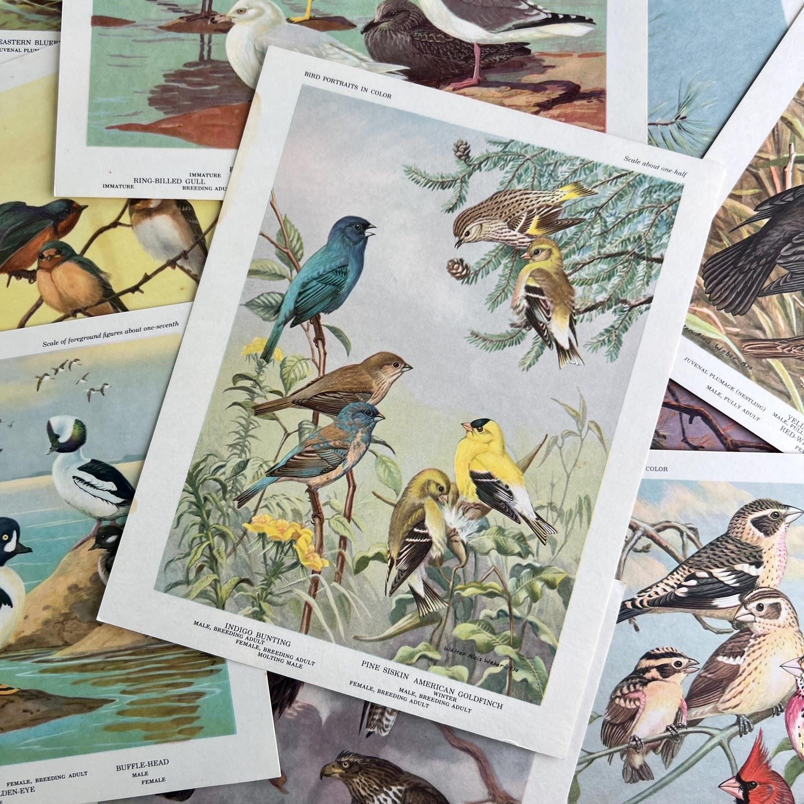 6 Vintage Illustrated Bird Cards