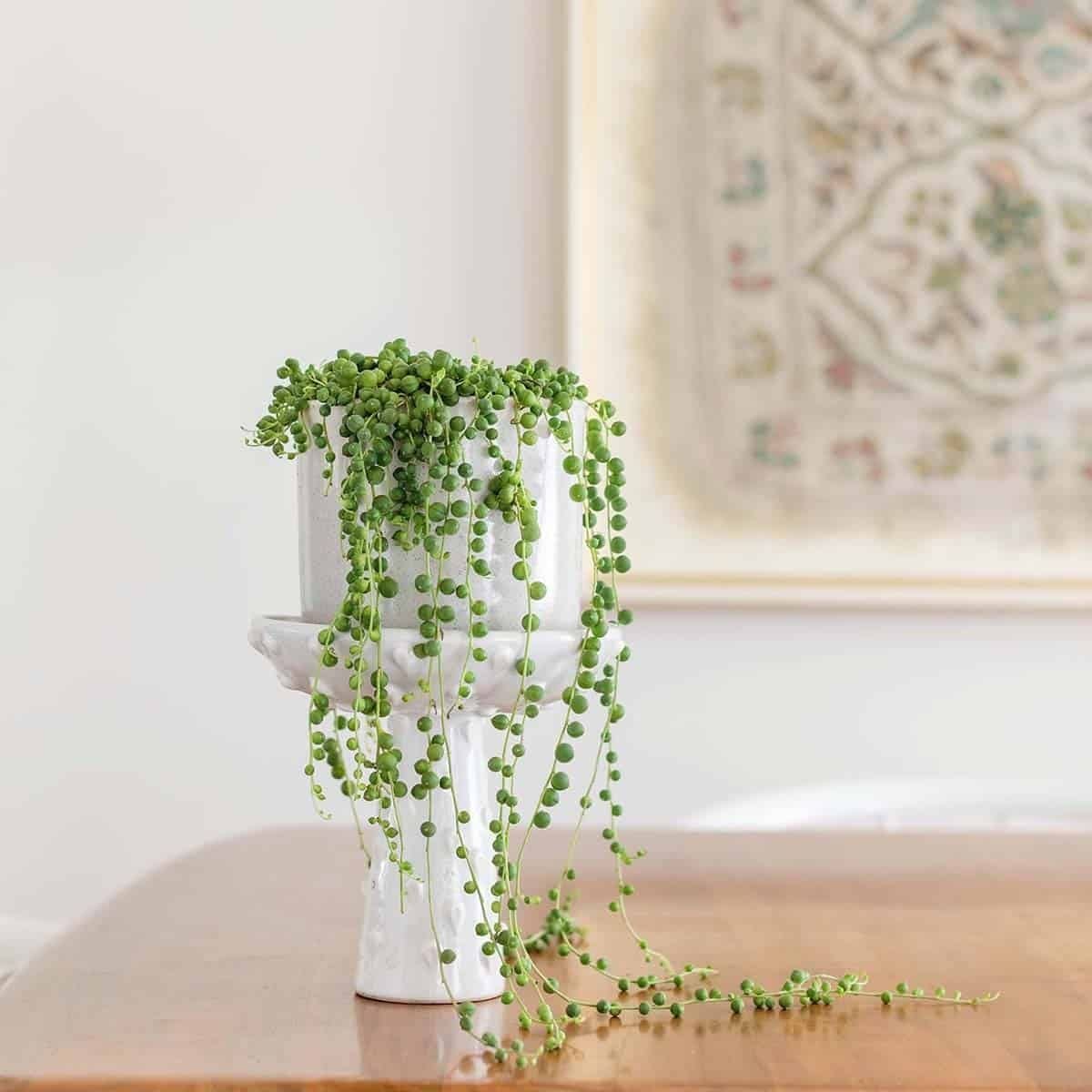 String of pearls plants!