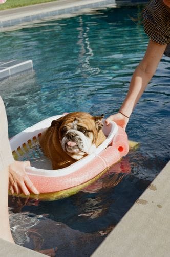 building your dog a boat