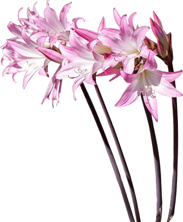 the late summer arrival of the "naked ladies"