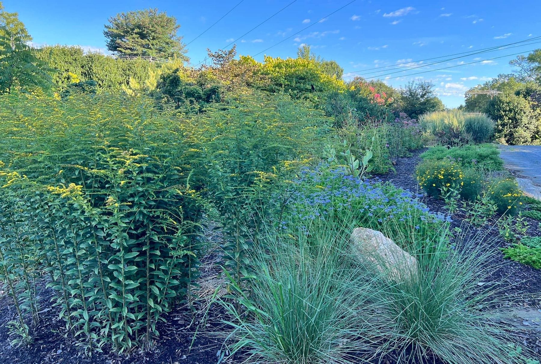 Franks Perennial Border