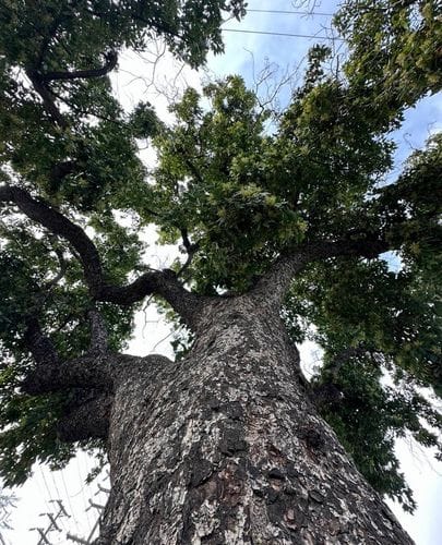 national champion mexican avocado tree