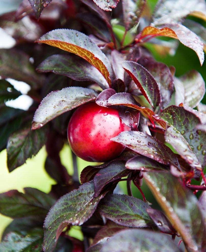 Hollywood Plum Tree