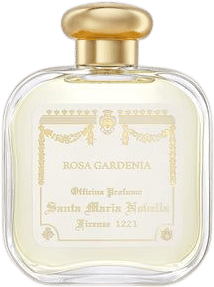 Rosa Gardenia