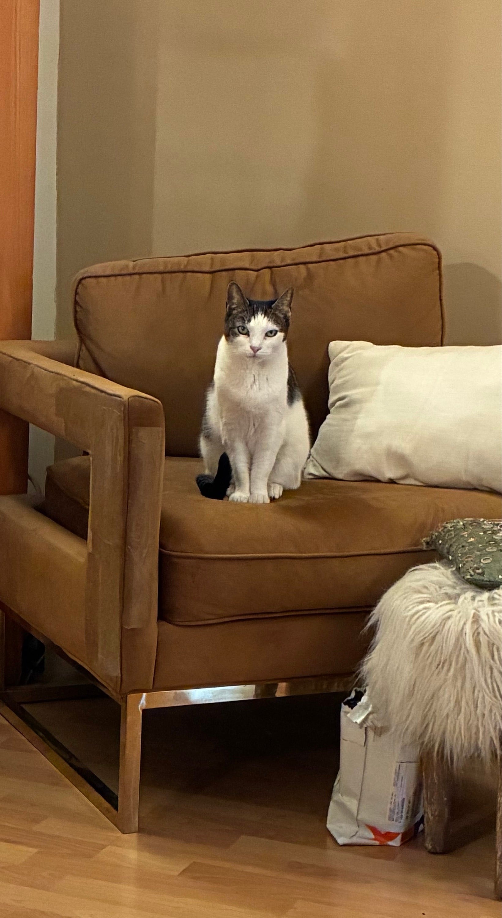 Telling your cat when she has an off-putting energy