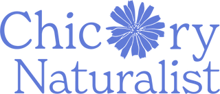 Chicory Naturalist