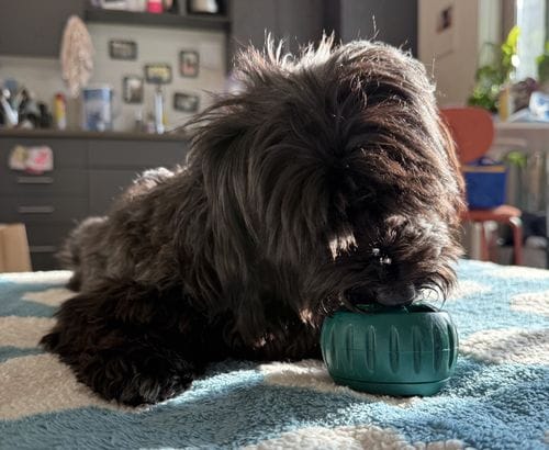 pupsicle with calming mix