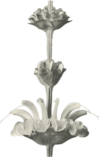 Art Forms in Nature 61 (Karl Blossfeldt)