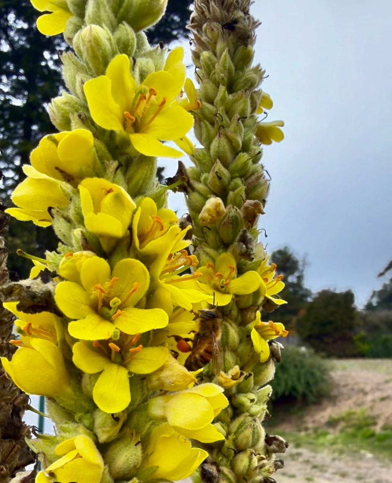 Mullein Earache Oil