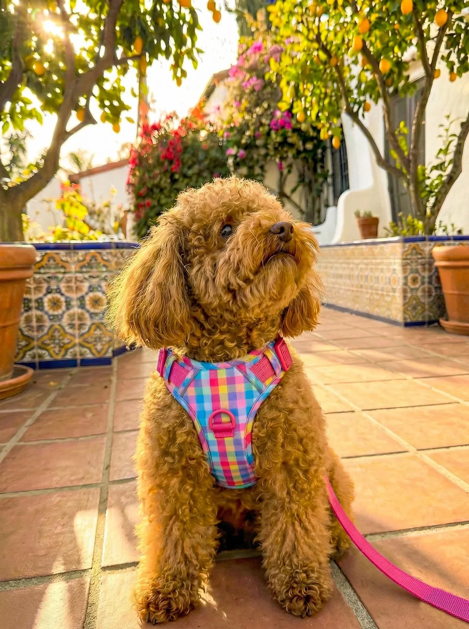 Seimi Harness