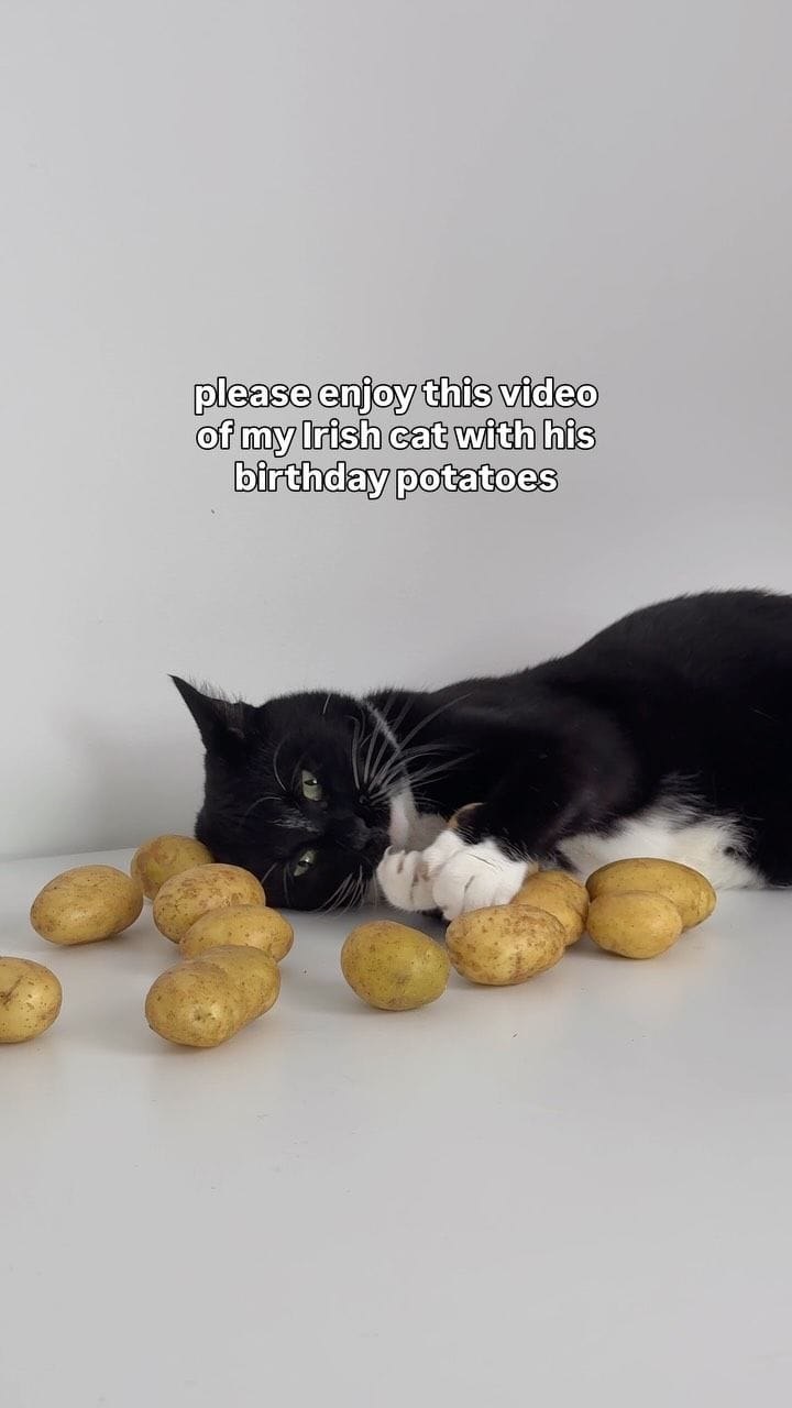 Irish Cat with Birthday Potatoes