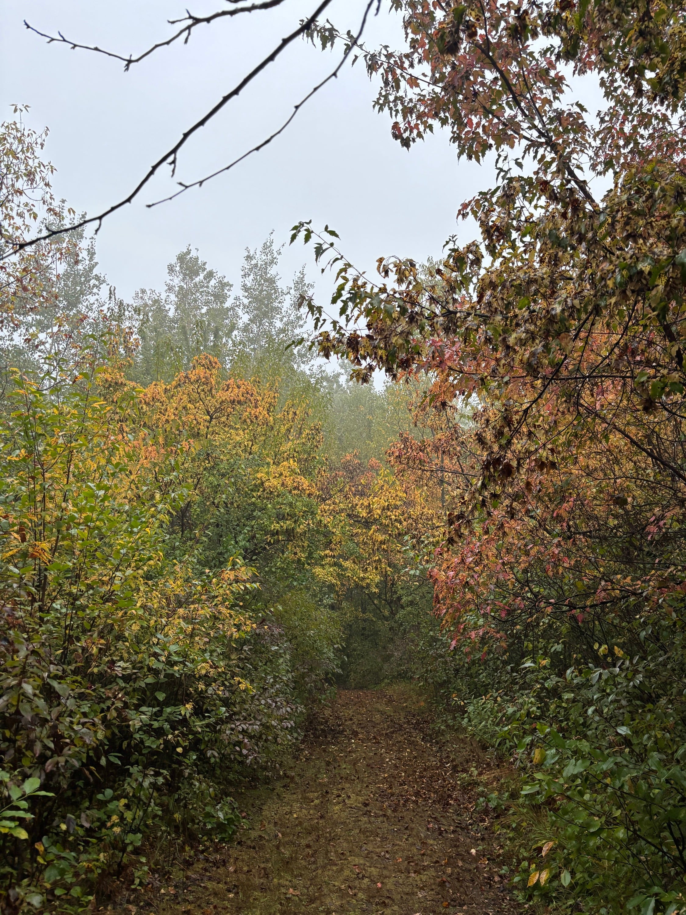 Foggy morning walks in the woods