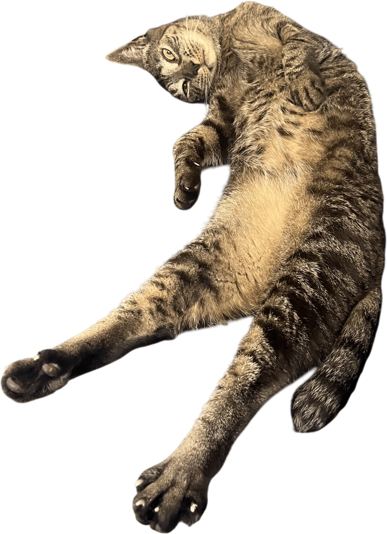 Cats