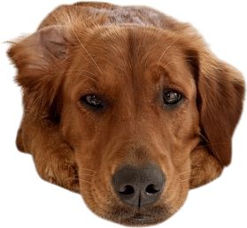 Dog Songs
