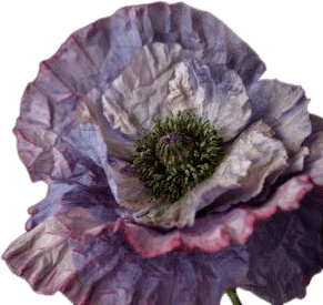 Shirley Poppy—Amazing Grey