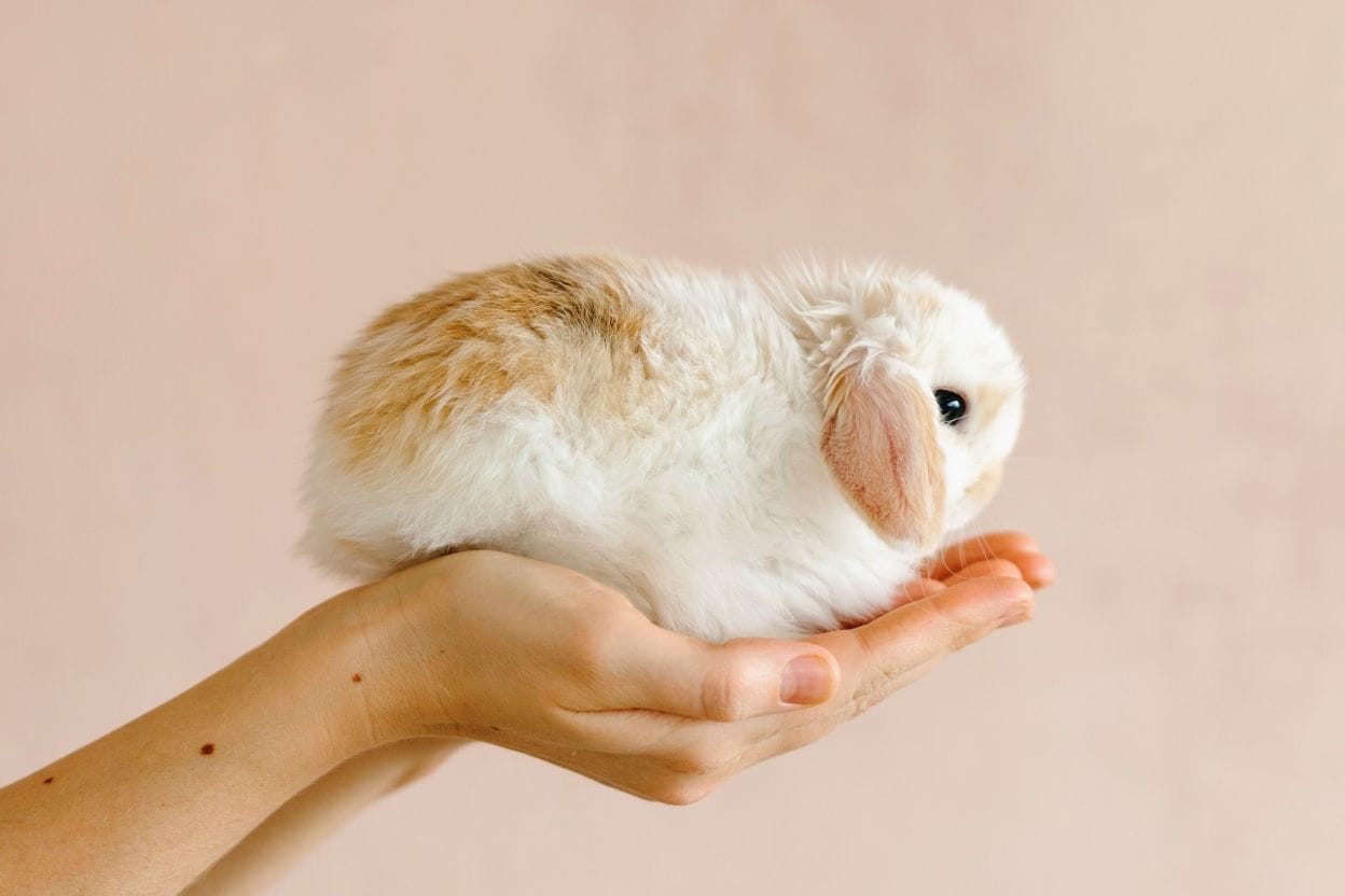 Cruelty-Free Kitty