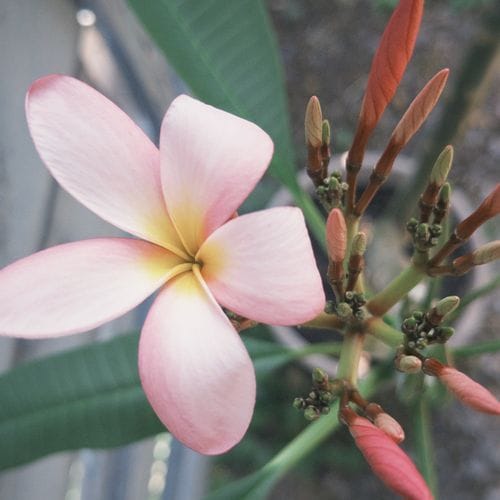 plumeria