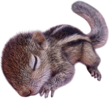 r/squirrels