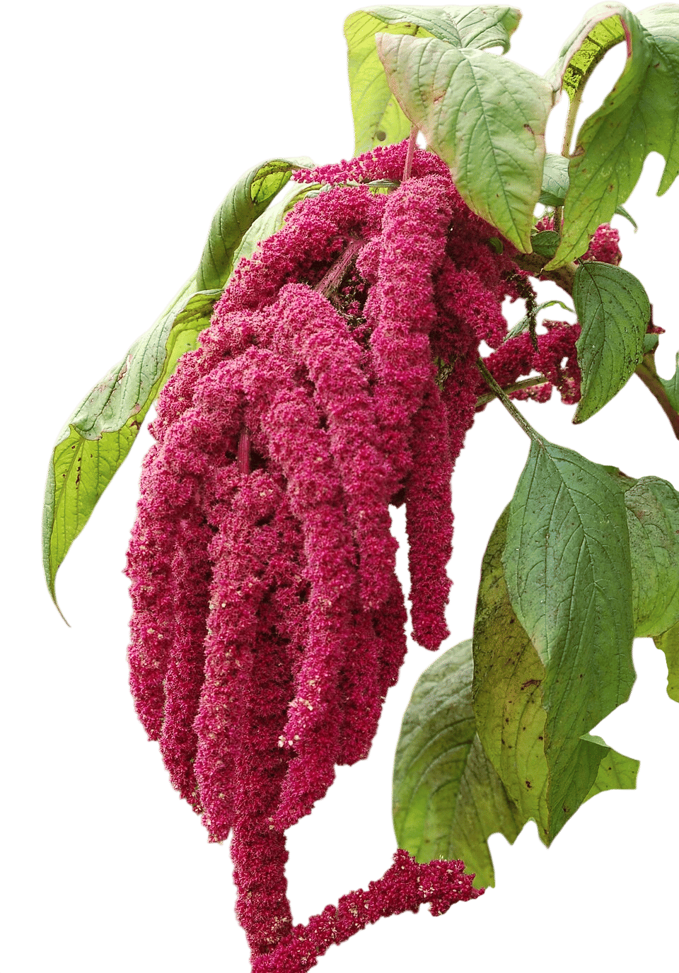 Love lies bleeding amaranthus