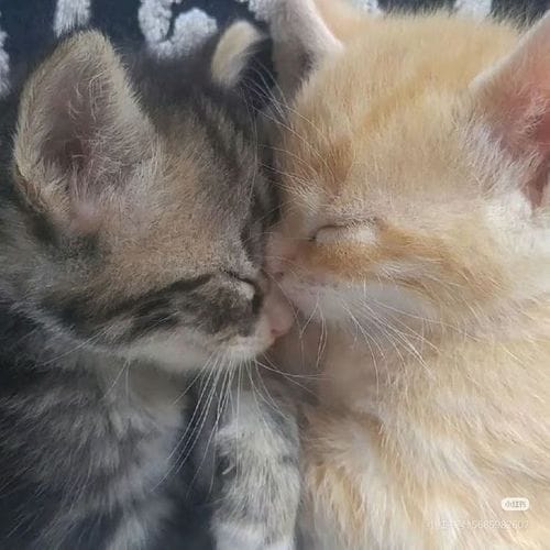 Kissing a cat on the forehead.