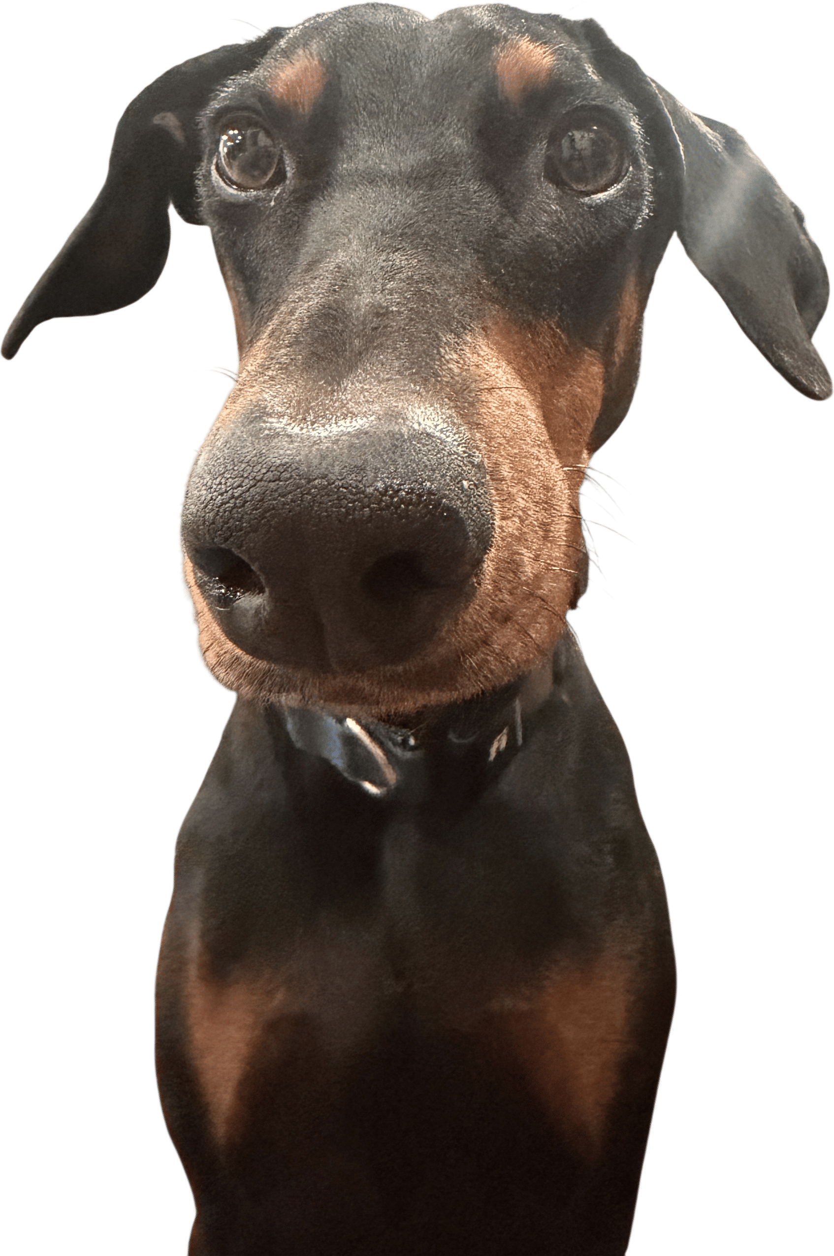 My dog, A’ja