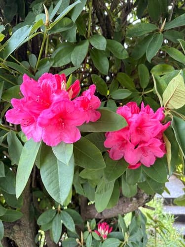 Rhododendron