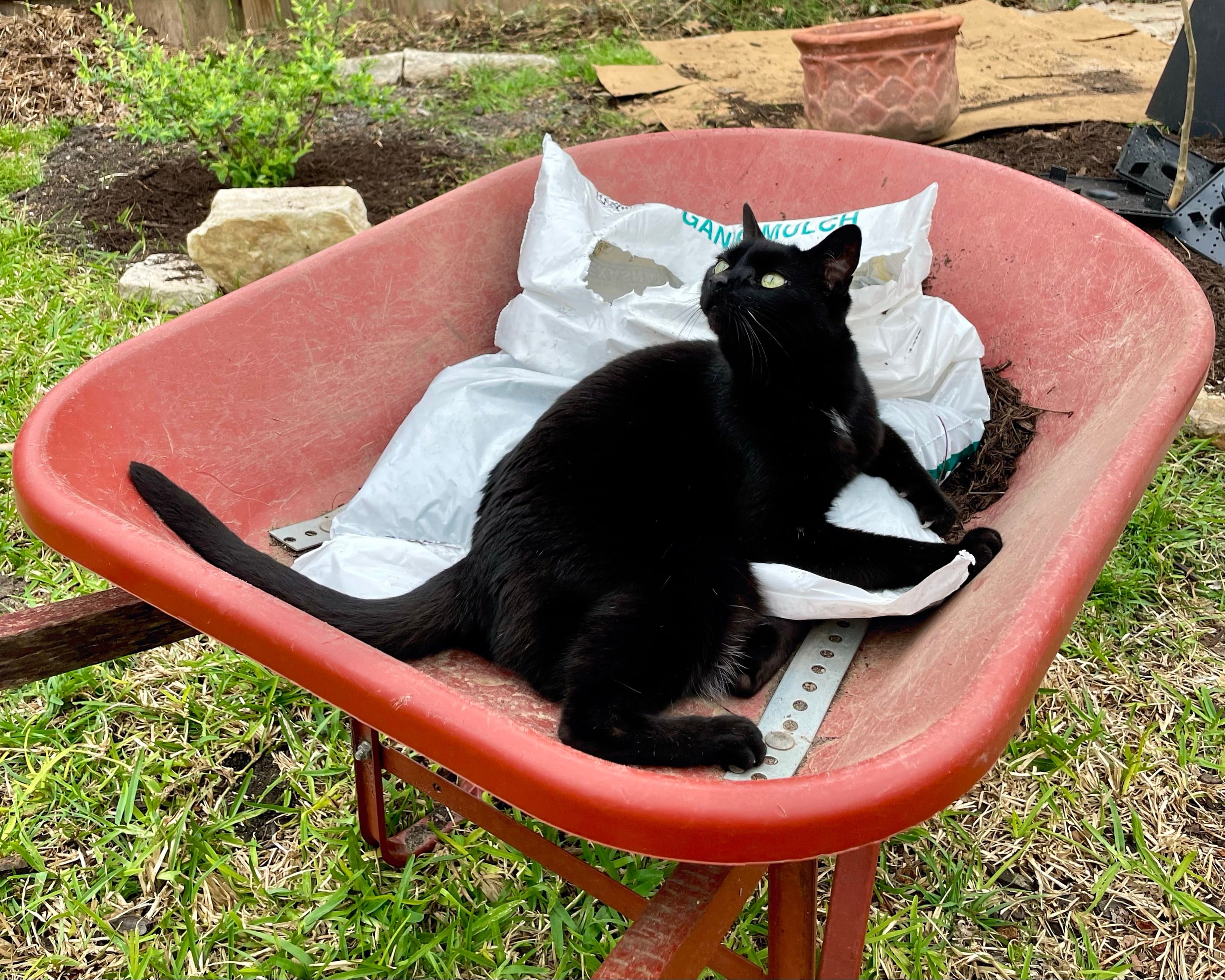 Casual gardening while my cat wanders around the yard 🌱🐈‍⬛