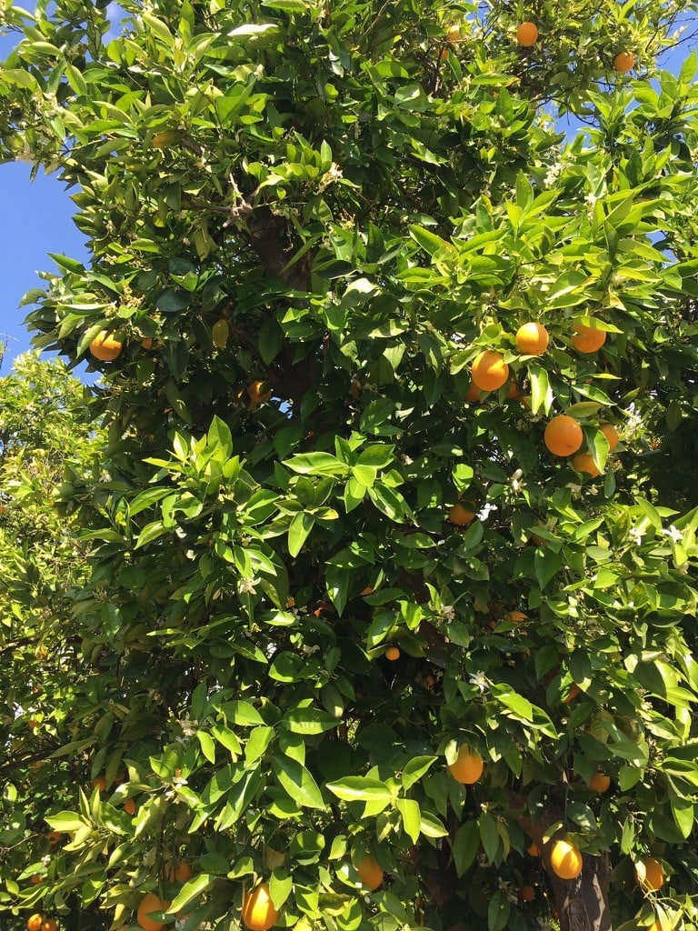 This is Ojai