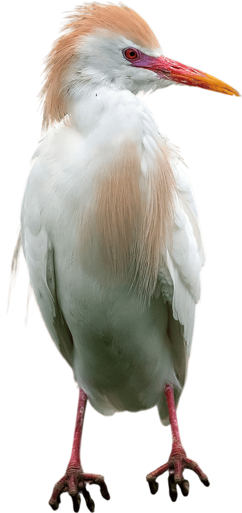 Cattle Egret
