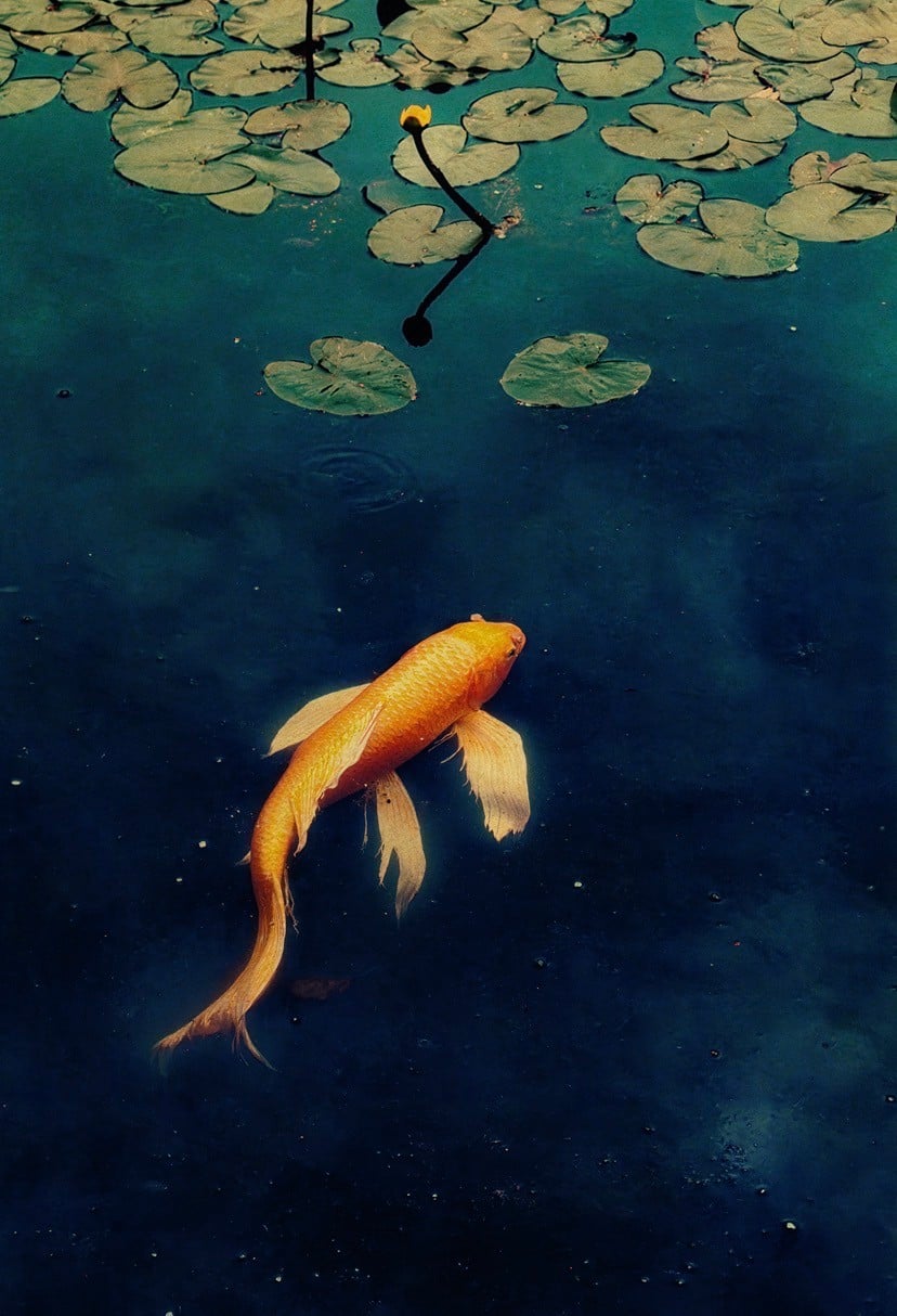 The Photography of Albarran Cabrera