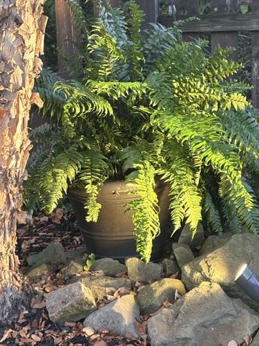 Macho Fern