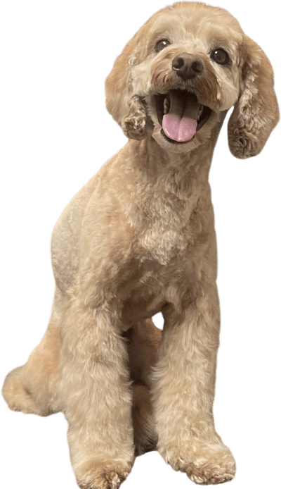 School Picture Day Cleo Sticker