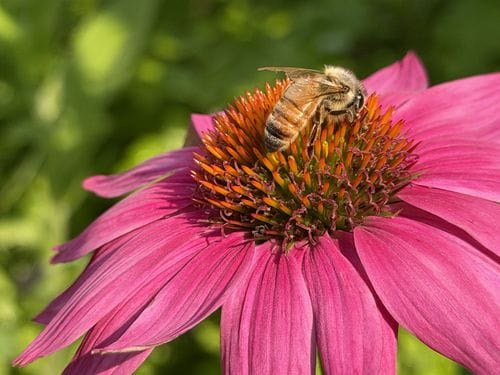 Go watch a bee collect pollen