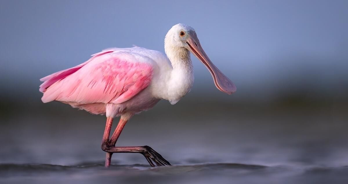 Roseate Spoonbill