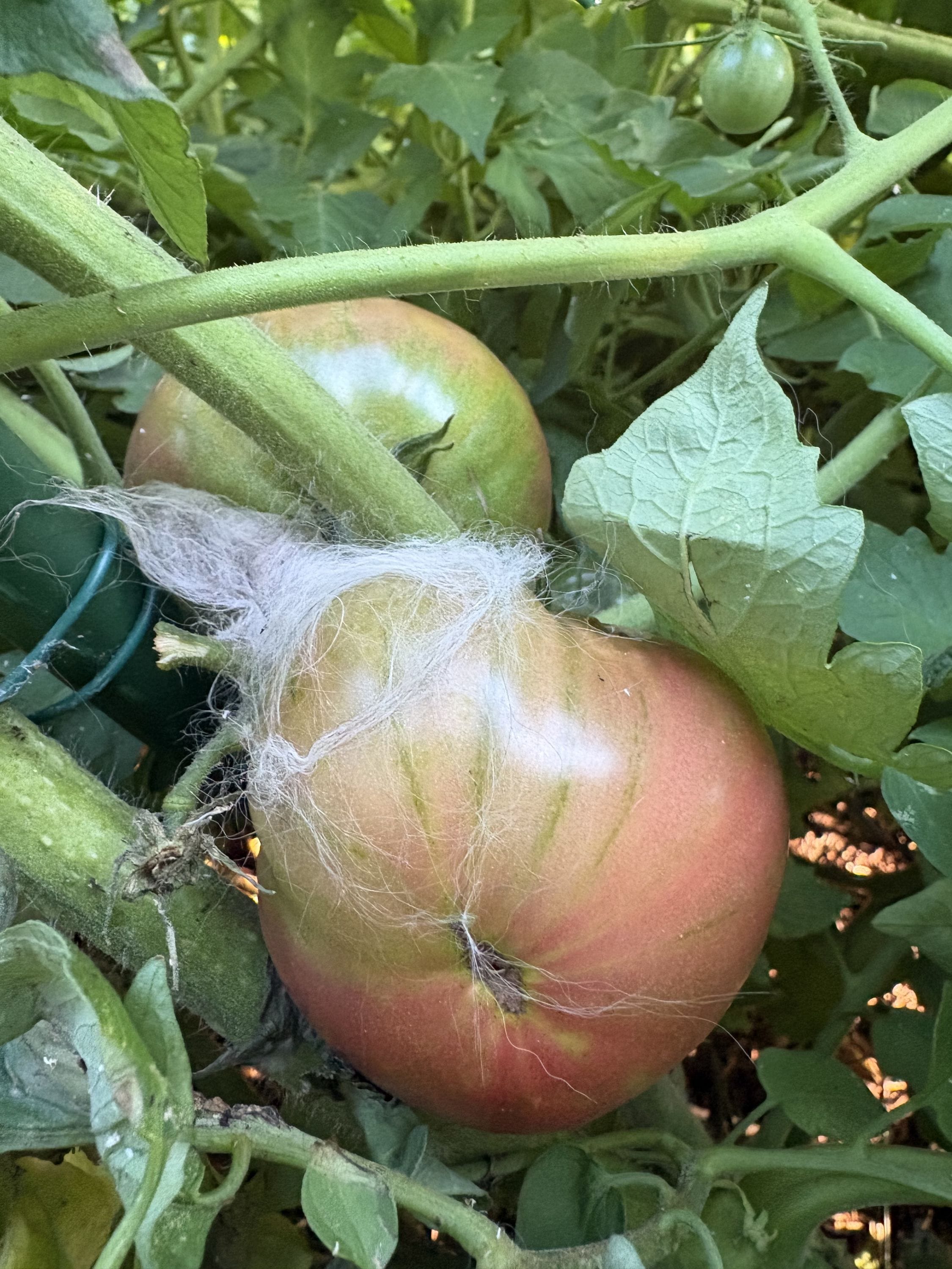 an unhinged rec to save your tomatoes
