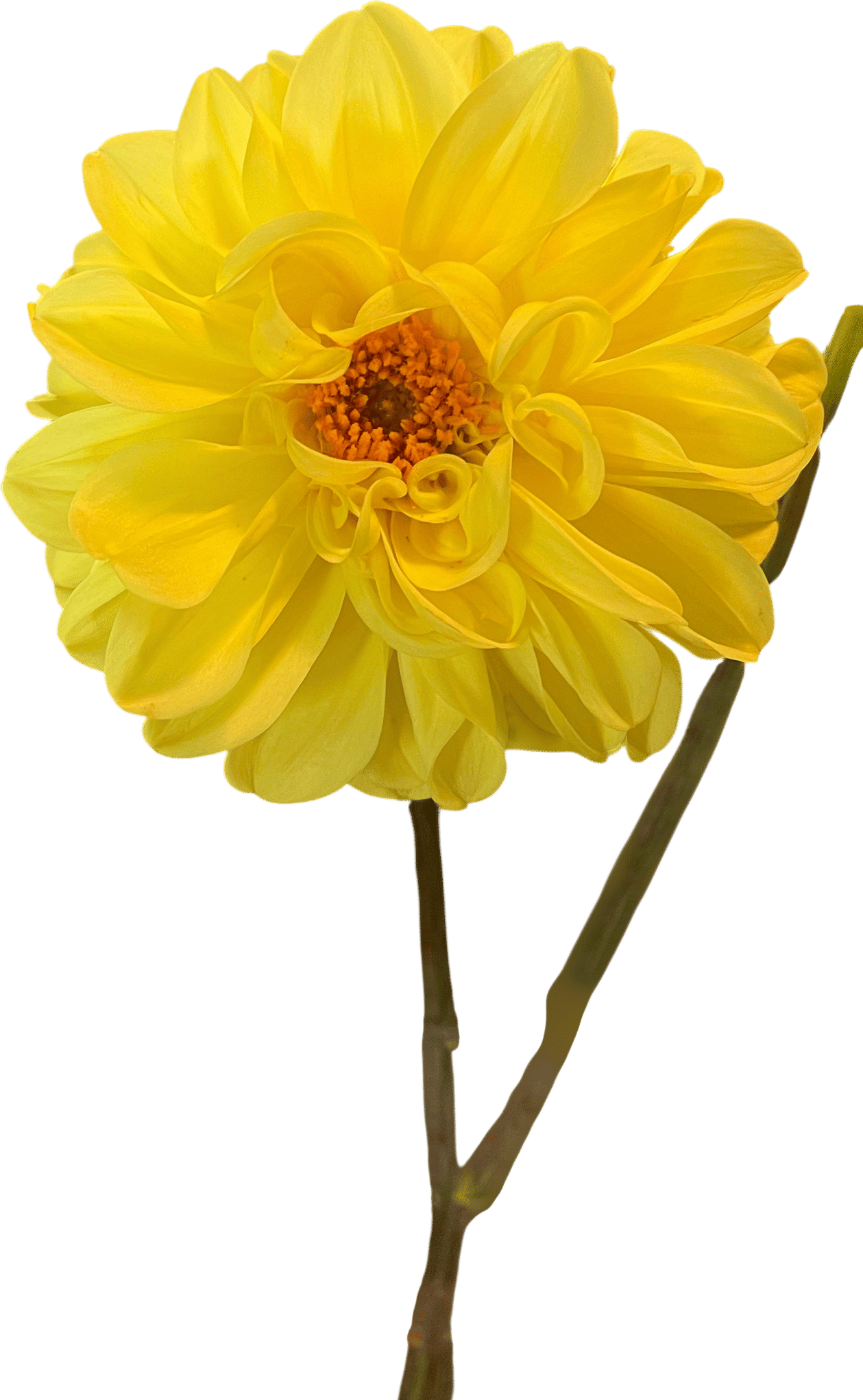 Dahlia season