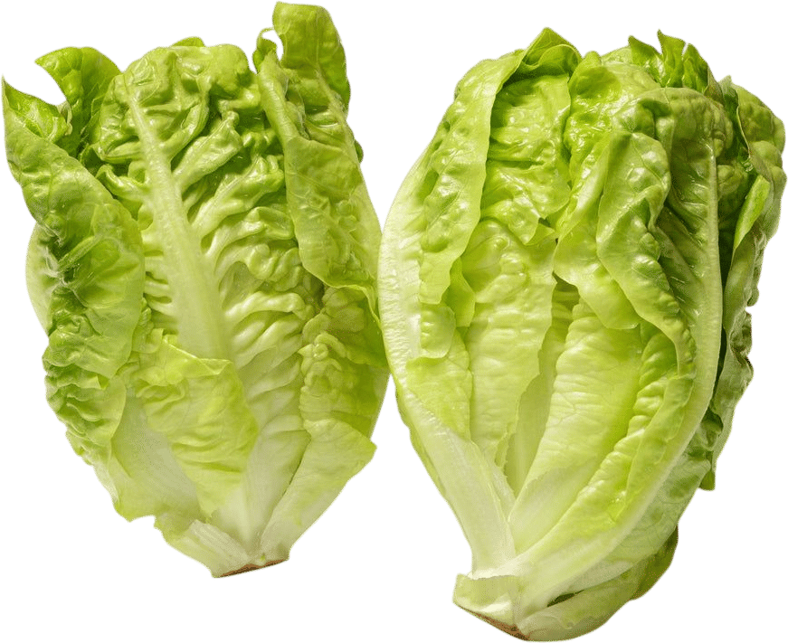 Little Gem Lettuce
